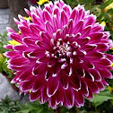 Dahlia