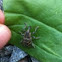 Pine Weevil pikkutukkimiehentäi