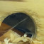 Gerbil