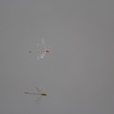 Unknown Damselfly
