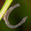 Treehopper