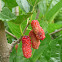 White Mulberry