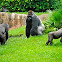 Silverback gorilla