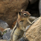 Ground Squirrel