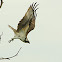 Osprey