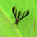 wasp-mimic fly