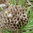 wasp nest