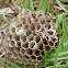 wasp nest