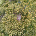 Parent bug