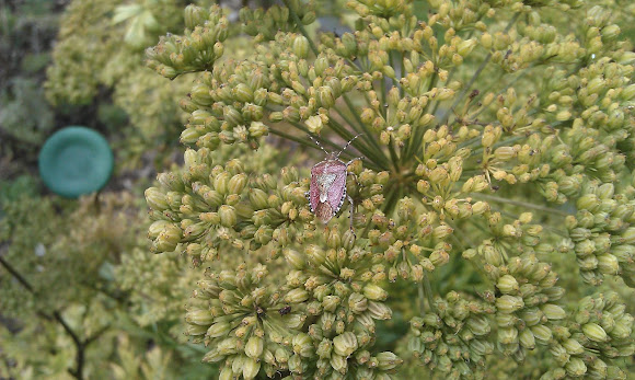 Spotting Image 1