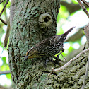 Red-winged Blackbird