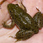 Green frog
