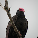 Turkey Vulture
