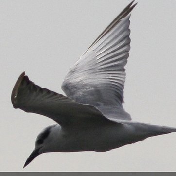 Spotting Image 1