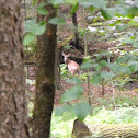 White-tailed Deer