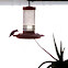 Ruby throated humming bird