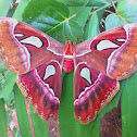 Atlas Moth