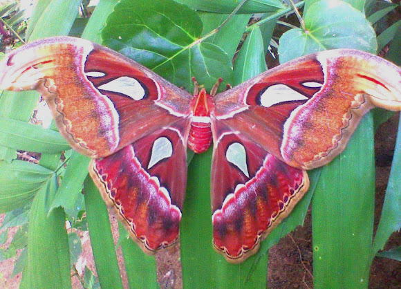 Spotting Image 1
