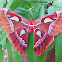 Atlas Moth