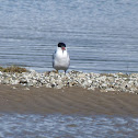 caspian tern
