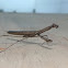 Praying Mantis