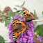 Small Tortoiseshell
