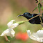 Purple Sunbird