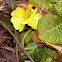 Primrose