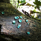Green Elfcup