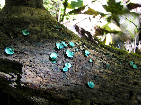 Spotting Image 1