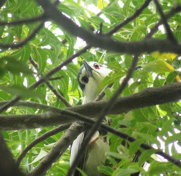 Spotting Image 1