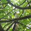 Night heron