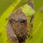 Brown Stinkbug