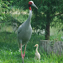 Sarus Crane