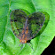 Net-winged Hopper