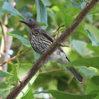 Figbird (female)