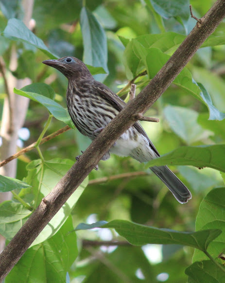 Spotting Image 1