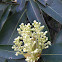 Many nerves machilus