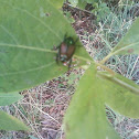 Japanese beetle