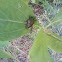 Japanese beetle