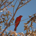 Summer Tanager