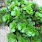 Sedum (Autumn Joy)