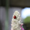Asian Ladybug