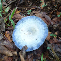 Lactarius indigo
