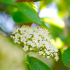 wolliger Schneeball, Wayfaring Tree