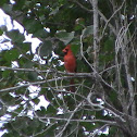 Northern Cardinal