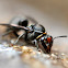 Wasp