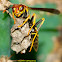Wasp with Eggs in the Nest