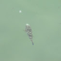 Bullseye puffer