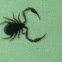 False scorpion or book scorpion